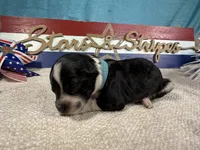 AKC Blaze 🔥, a male Portuguese Water Dog for sale in Franklin, TN – 4 of 6