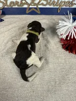 AKC Frankie, a male Portuguese Water Dog for sale in Franklin, TN – 4 of 5