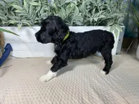 AKC Netty, a female Portuguese Water Dog for sale in Franklin, TN – Photo 6 of 7