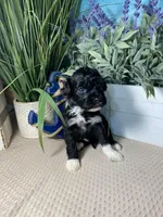 AKC Netty, a female Portuguese Water Dog for sale in Franklin, TN – Photo 4 of 7