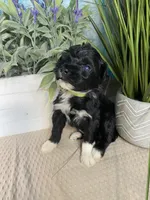 AKC Netty, a female Portuguese Water Dog for sale in Franklin, TN – Photo 7 of 7