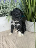 AKC Netty, a female Portuguese Water Dog for sale in Franklin, TN – Photo 5 of 7