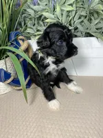 AKC Netty, a female Portuguese Water Dog for sale in Franklin, TN – Photo 1 of 7
