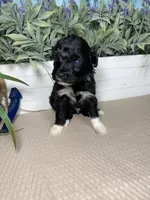 AKC Netty, a female Portuguese Water Dog for sale in Franklin, TN – Photo 3 of 7