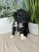 AKC Netty, a female Portuguese Water Dog for sale in Franklin, TN – Photo 2 of 7