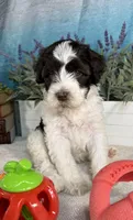AKC BUBBLES 🫧, a female Portuguese Water Dog for sale in Franklin, TN – Photo 10 of 10