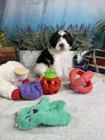 AKC BUBBLES 🫧, a female Portuguese Water Dog for sale in Franklin, TN – Photo 5 of 10