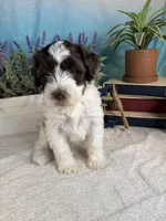 AKC BUBBLES 🫧, a female Portuguese Water Dog for sale in Franklin, TN – Photo 4 of 10