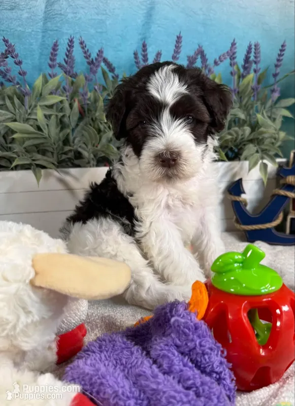 AKC BUBBLES 🫧 – Portuguese Water Dog puppy for sale in Franklin, TN