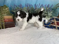 AKC BUBBLES 🫧, a female Portuguese Water Dog for sale in Franklin, TN – Photo 9 of 10