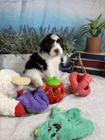 AKC BUBBLES 🫧, a female Portuguese Water Dog for sale in Franklin, TN – Photo 6 of 10