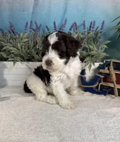 AKC BUBBLES 🫧, a female Portuguese Water Dog for sale in Franklin, TN – Photo 2 of 10