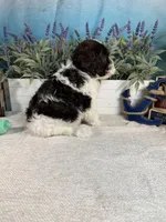 AKC BUBBLES 🫧, a female Portuguese Water Dog for sale in Franklin, TN – Photo 7 of 10