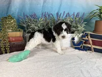 AKC BUBBLES 🫧, a female Portuguese Water Dog for sale in Franklin, TN – Photo 3 of 10