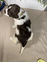 AKC Rhoda, a female Portuguese Water Dog for sale in Franklin, TN – Photo 2 of 7