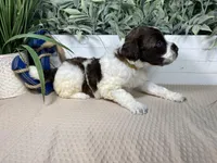 AKC Rhoda, a female Portuguese Water Dog for sale in Franklin, TN – Photo 6 of 7