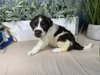 AKC Rhoda, a female Portuguese Water Dog for sale in Franklin, TN – Photo 3 of 7