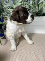 AKC Rhoda, a female Portuguese Water Dog for sale in Franklin, TN – Photo 5 of 7