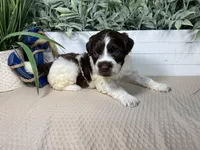 AKC Rhoda, a female Portuguese Water Dog for sale in Franklin, TN – Photo 1 of 7