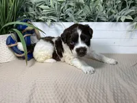 AKC Rhoda, a female Portuguese Water Dog for sale in Franklin, TN – Photo 7 of 7