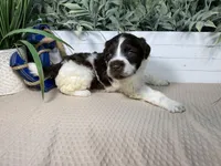 AKC Rhoda, a female Portuguese Water Dog for sale in Franklin, TN – Photo 4 of 7