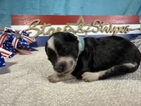 AKC Blaze 🔥, a male Portuguese Water Dog for sale in Franklin, TN – 2 of 6
