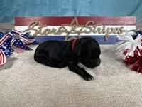 AKC Boomer 🎇, a male Portuguese Water Dog for sale in Franklin, TN – 2 of 5