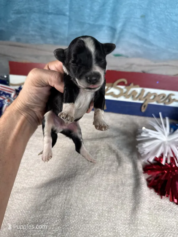 AKC Blaze 🔥 – Portuguese Water Dog puppy for sale in Franklin, TN