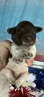 AKC Frankie, a male Portuguese Water Dog for sale in Franklin, TN – 2 of 5