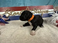AKC Sammy 🎇, a male Portuguese Water Dog for sale in Franklin, TN – 3 of 5