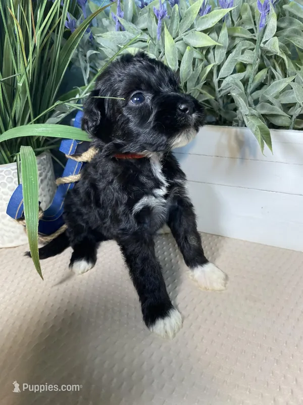 AKC Eddie, a male Portuguese Water Dog for sale in Franklin, TN – Photo 1 of 8