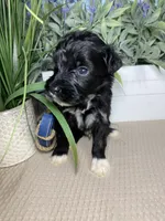 AKC Eddie, a male Portuguese Water Dog for sale in Franklin, TN – Photo 2 of 8