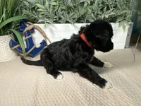 AKC Eddie, a male Portuguese Water Dog for sale in Franklin, TN – Photo 4 of 8