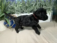 AKC Eddie, a male Portuguese Water Dog for sale in Franklin, TN – Photo 6 of 8