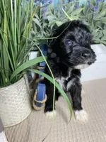 AKC Eddie, a male Portuguese Water Dog for sale in Franklin, TN – Photo 3 of 8