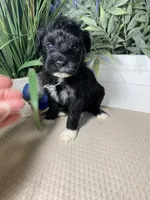 AKC Eddie, a male Portuguese Water Dog for sale in Franklin, TN – Photo 7 of 8