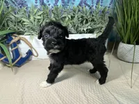 AKC Eddie, a male Portuguese Water Dog for sale in Franklin, TN – Photo 8 of 8
