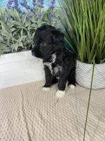 AKC Eddie, a male Portuguese Water Dog for sale in Franklin, TN – Photo 5 of 8