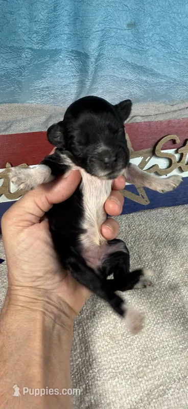AKC Sparkles – Portuguese Water Dog puppy for sale in Franklin, TN