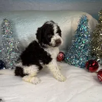 AKC WILLOW 🎄, a female Portuguese Water Dog for sale in Franklin, TN – Photo 2 of 6