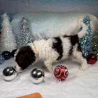 AKC WILLOW 🎄, a female Portuguese Water Dog for sale in Franklin, TN – Photo 6 of 6