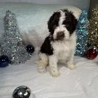 AKC WILLOW 🎄, a female Portuguese Water Dog for sale in Franklin, TN – Photo 3 of 6