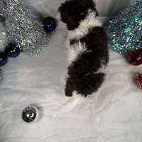 AKC WILLOW 🎄, a female Portuguese Water Dog for sale in Franklin, TN – Photo 4 of 6