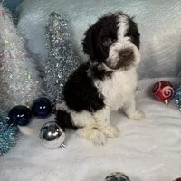 AKC WILLOW 🎄, a female Portuguese Water Dog for sale in Franklin, TN – Photo 5 of 6