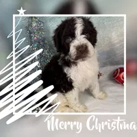 AKC WILLOW 🎄, a female Portuguese Water Dog for sale in Franklin, TN – Photo 1 of 6