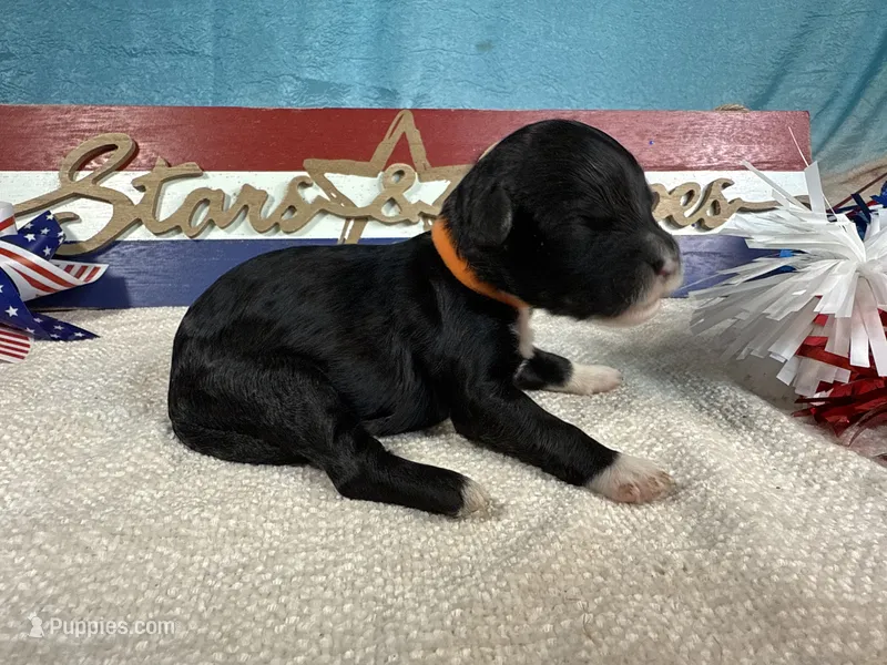 AKC Sammy 🎇 – Portuguese Water Dog puppy for sale in Franklin, TN