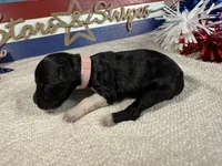 AKC Sparkles, a female Portuguese Water Dog for sale in Franklin, TN – 3 of 6