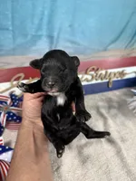 AKC Boomer 🎇, a male Portuguese Water Dog for sale in Franklin, TN – 4 of 5