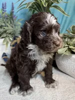 AKC CHIP 🍪, a male Portuguese Water Dog for sale in Franklin, TN – Photo 3 of 9