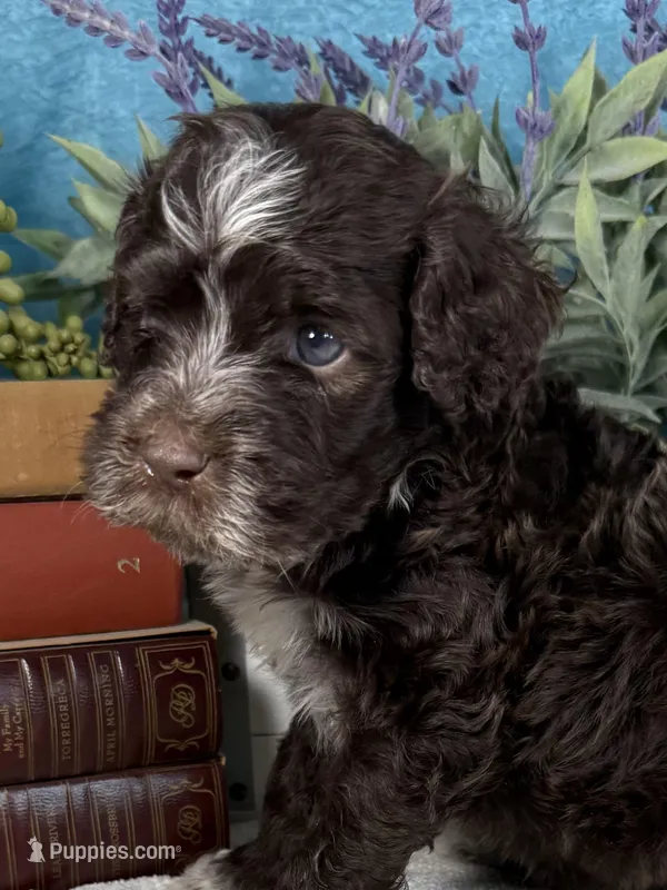 AKC CHIP 🍪 – Portuguese Water Dog puppy for sale in Franklin, TN